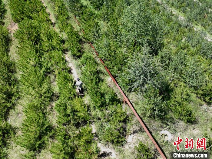 航拍建行青海省分行綠化區(qū)施工隊隊長盧占祥正在巡護綠化區(qū)。　祁增蓓 攝