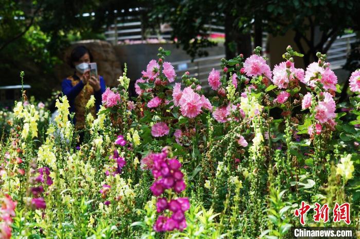 圖為市民在西寧園林植物園內(nèi)賞花拍照?！●R銘言 攝