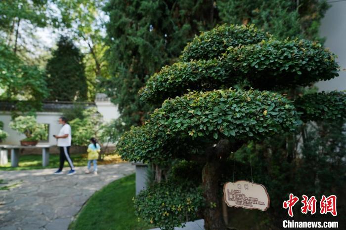 圖為在西寧園林植物園內(nèi)，造型奇特的盆景吸引市民?！●R銘言 攝