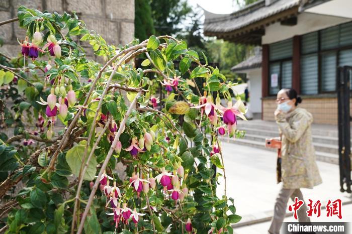 圖為市民在西寧園林植物園內(nèi)觀賞花卉。　馬銘言 攝
