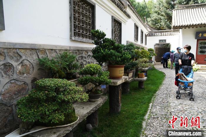 圖為市民在西寧園林植物園內(nèi)觀賞盆景?！●R銘言 攝