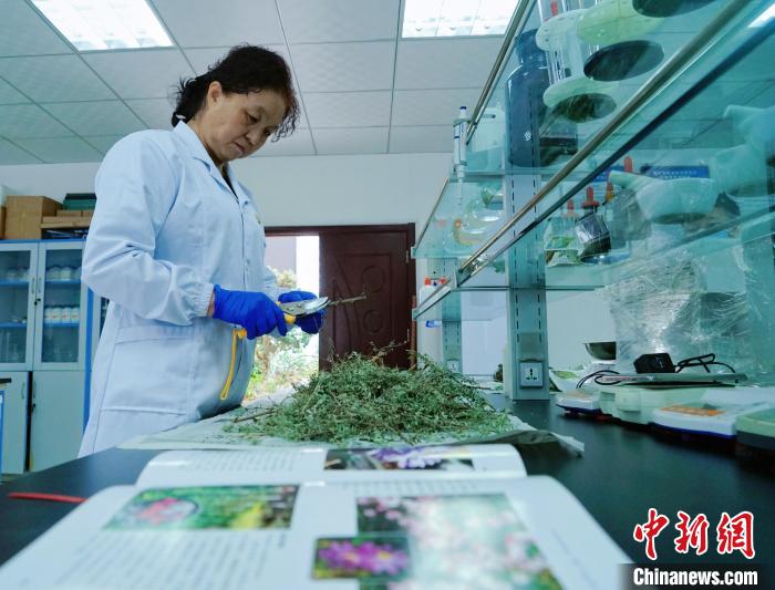 圖為張錦梅在實(shí)驗(yàn)室工作。　馬銘言 攝
