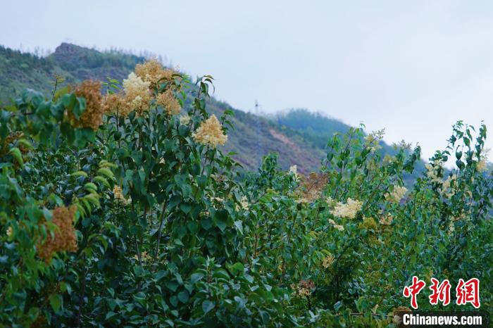 圖為西寧北山上的丁香樹?！●R銘言 攝
