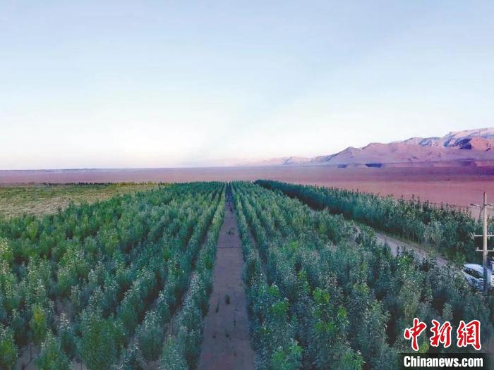 圖為格爾木境內種植的綠樹?！「駹柲救诿襟w中心供圖