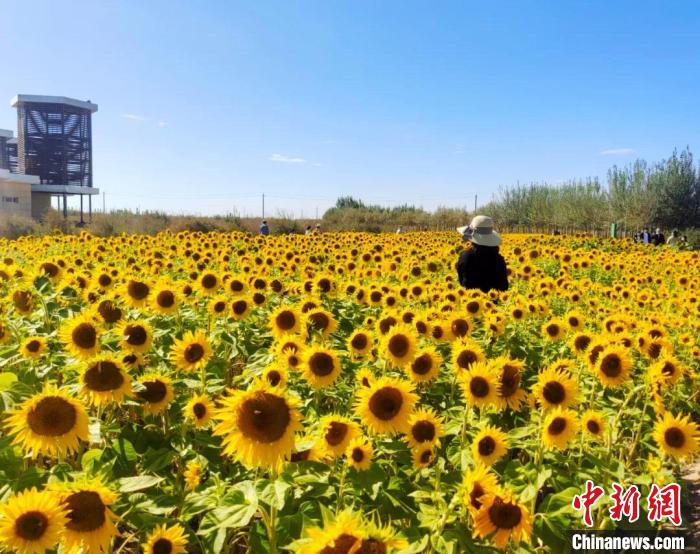 圖為格爾木境內的向日葵花海?！「駹柲救诿襟w中心供圖