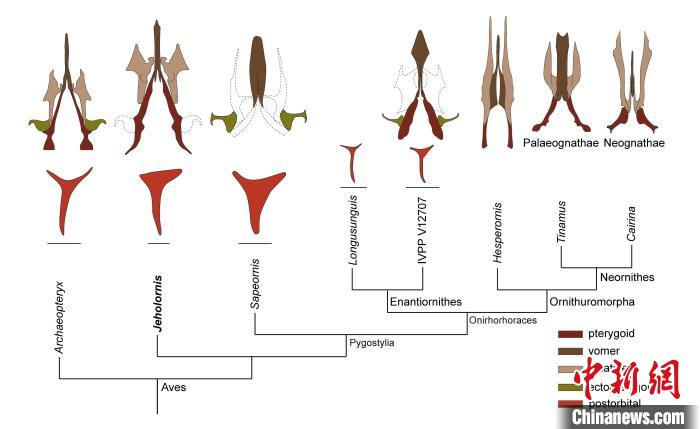 最原始鳥類“熱河鳥”最新研究：嗅覺更好、日行主導