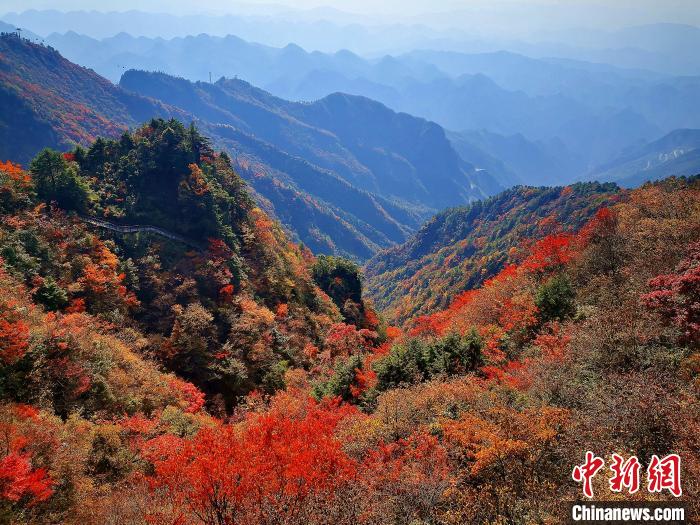 巴山大峽谷漫天紅葉。　張平 攝