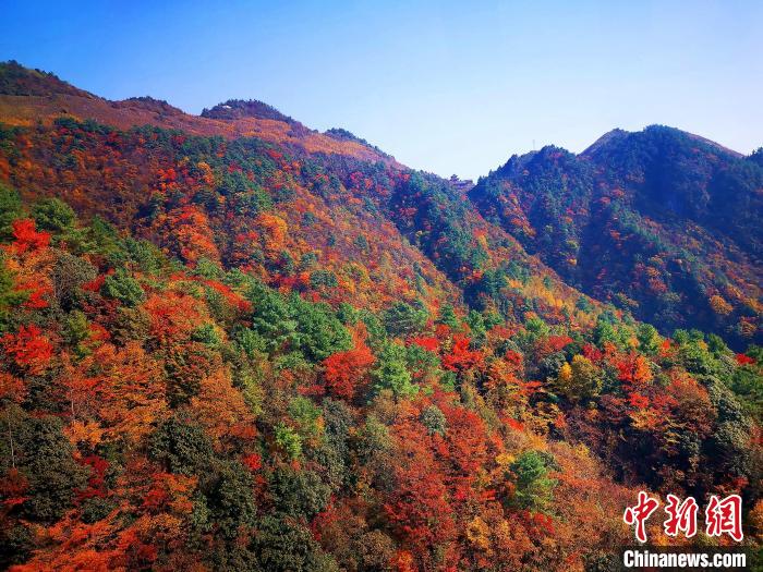 巴山大峽谷漫天紅葉。　張平 攝