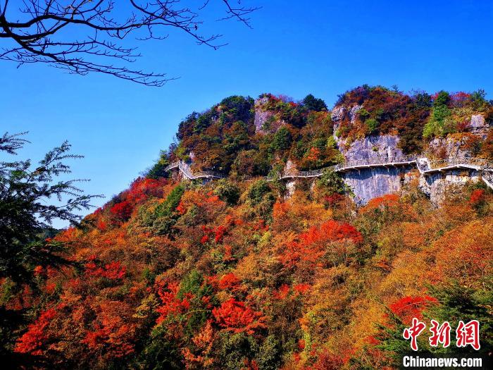 巴山大峽谷漫天紅葉?！埰?攝