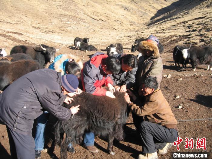 資料圖為研究團(tuán)隊(duì)在青南高原地區(qū)開(kāi)展了牦牛寄生蟲病流行病學(xué)和防治技術(shù)研究?！?青海省畜牧獸醫(yī)科學(xué)院供圖