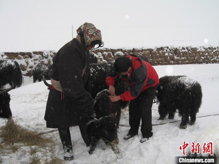 資料圖為研究團(tuán)隊(duì)在達(dá)日縣檢查牛背部皮蠅幼蟲感染情況。　 青海省畜牧獸醫(yī)科學(xué)院供圖