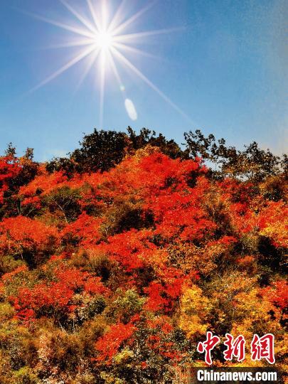 萬源市紅葉似火?！≈炱桨?攝