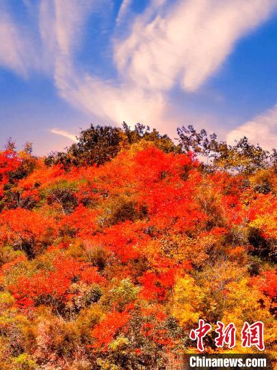 萬源深秋紅葉似火?！≈炱桨?　攝