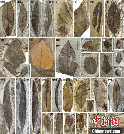 中始新世熱魯化石植物群(4500萬(wàn)–4000萬(wàn)年前)?！≈锌圃呵嗖馗咴?供圖