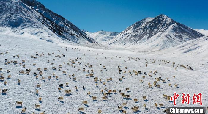 圖為羊群在雪地里覓食?！《继m縣融媒體中心供圖