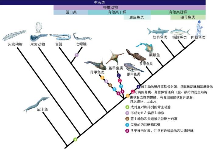 一些關鍵特征在脊索動物中的演化?！∶宪版?繪圖 攝