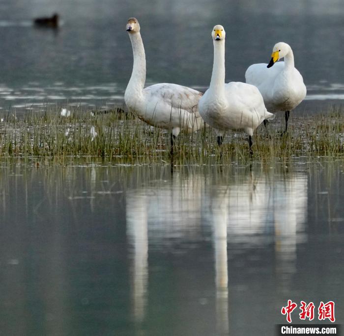 圖為三只大天鵝?！±钣穹?攝