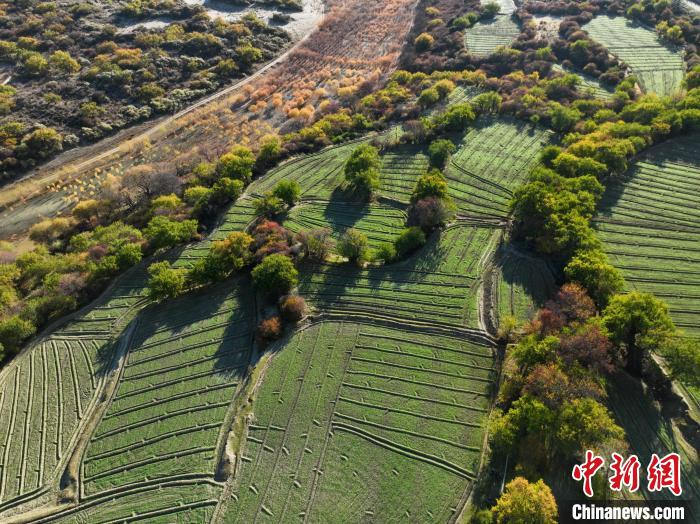 圖為11月8日，雅魯藏布江畔的高原梯田?！《拘?攝