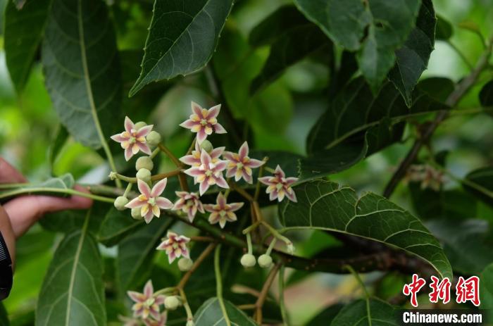 圖為古林箐近地保護(hù)的滇桐首次開花?！±顕?guó)云 攝