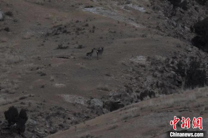 圖為兩只馬鹿在山坡上行走?！〔湃?攝