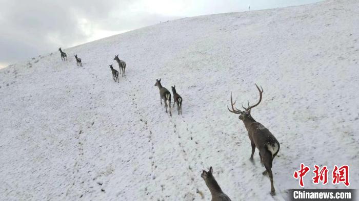 圖為馬鹿群在雪地里行走?！〔湃?攝