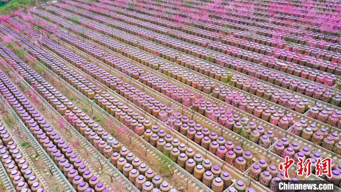 灼灼桃花惹人醉。　劉媛 攝