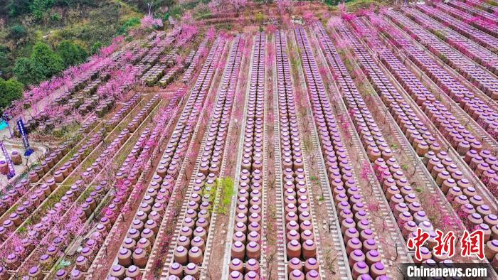 灼灼桃花惹人醉。　劉媛 攝