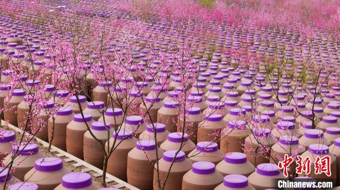 桃花和酒壇相映成趣?！∫足?攝