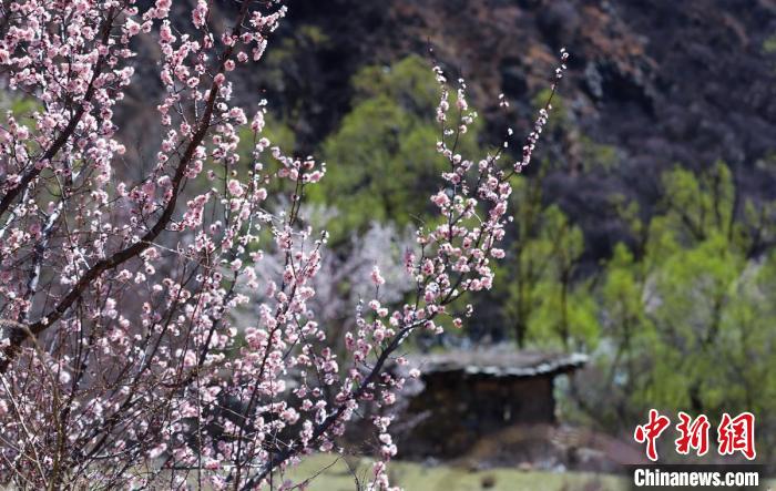 白玉縣河谷間盛開的桃花?！“子袢诿?攝