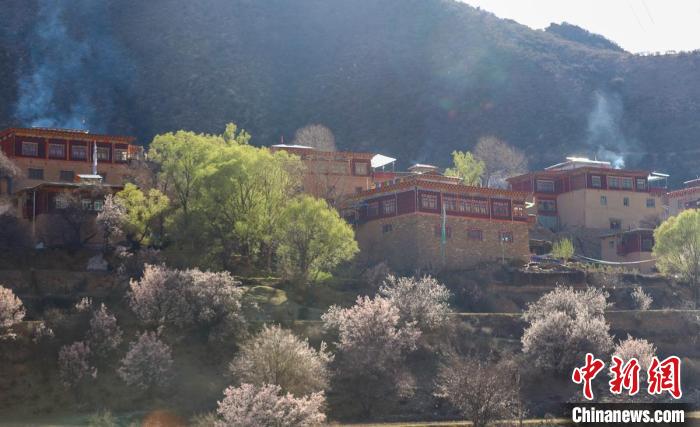 暖陽下白玉縣河坡鎮(zhèn)正在盛開的桃花與藏式民居?！“子袢诿?攝