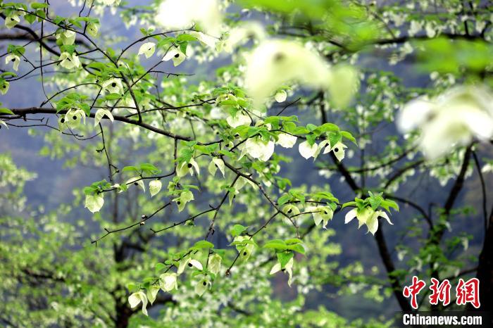 珙桐在春末夏初之際開花，花期較短?！螚?攝