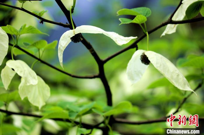兩片潔白的花瓣隨風搖曳就像飛翔的白鴿?！螚?攝