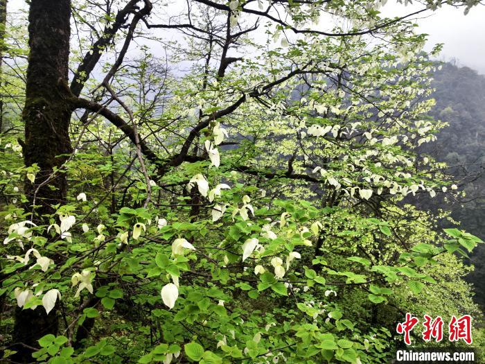 山谷兩側(cè)高大繁茂的珙桐樹。　呂楊 攝