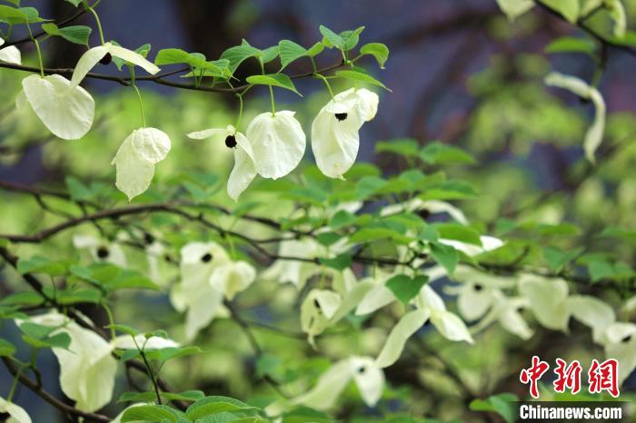 珙桐樹開出潔白的花朵?！螚?攝