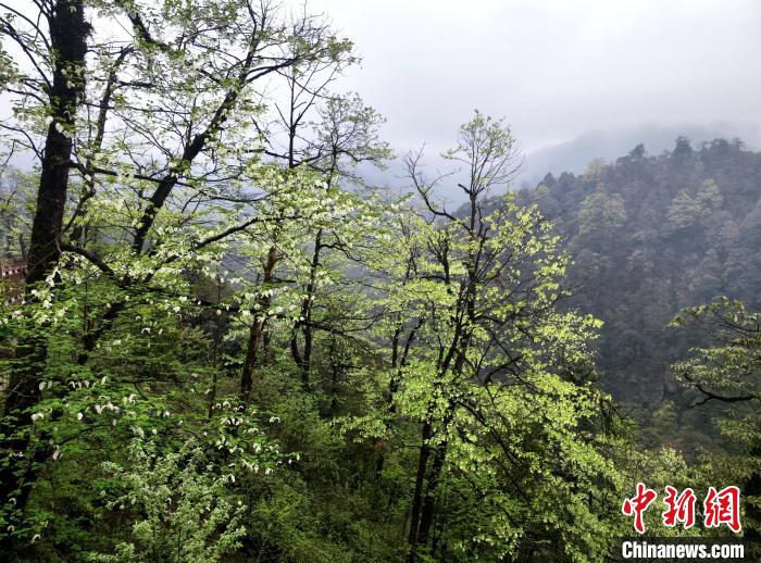 珙桐花朵潔白素雅，與青山雨霧融為一體?！螚?攝