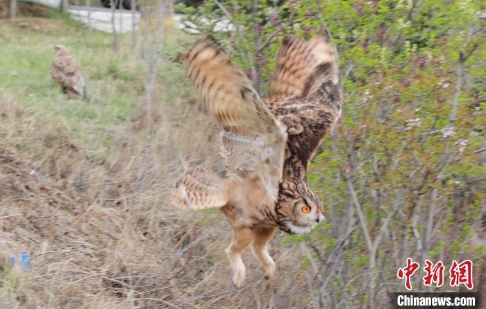 圖為西寧野生動物園救護的雕鸮在西寧市放歸大自然?！●R銘言 攝