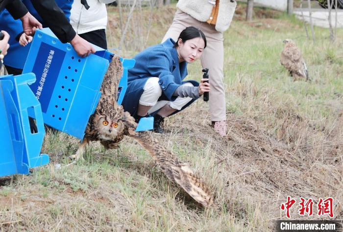 圖為西寧野生動物園救護的雕鸮在西寧市放歸大自然?！●R銘言 攝