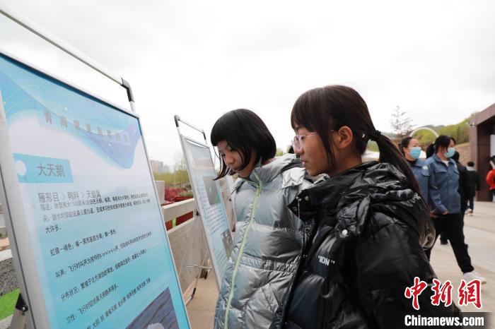 圖為學(xué)生通過展板了解青海常見鳥類?！●R銘言 攝