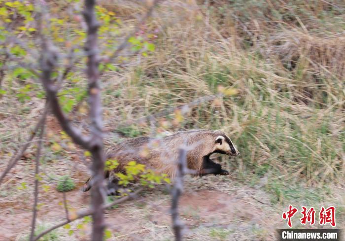 圖為西寧野生動物園救護的狗獾在西寧市放歸大自然?！●R銘言 攝