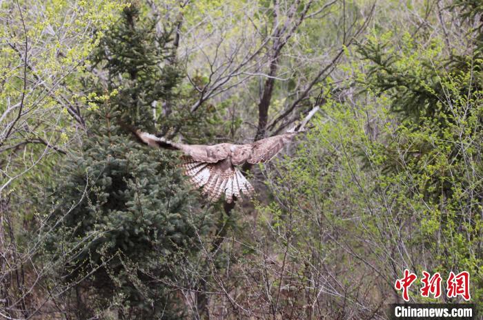 圖為西寧野生動物園救護的大鵟在西寧市放歸大自然?！●R銘言 攝