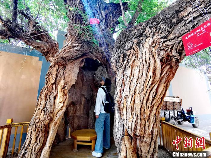 青海海東市阿河灘地質(zhì)文化村：古樹新枝、丹山碧水