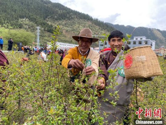 圖為當地農牧民進行藏雪茶采摘比賽?！⊥鮿x 攝