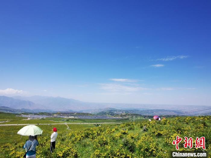 2020年07月07日拍攝于臨夏州積石山縣境內(nèi)，生態(tài)環(huán)境逐漸恢復(fù)，小黃花開(kāi)遍山間。(資料圖) 殷春永 攝