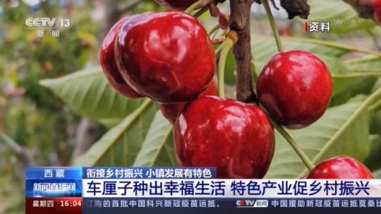 種蘑菇、養(yǎng)駱駝...。。特色產(chǎn)業(yè)助力鄉(xiāng)村振興走新路