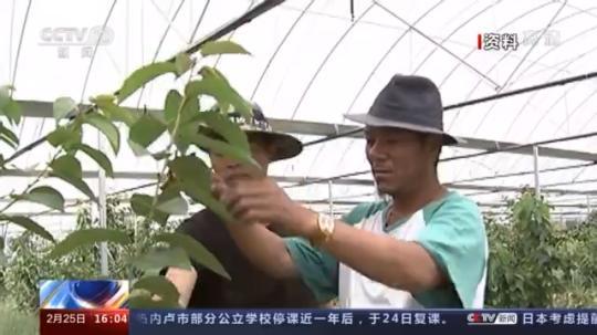 種蘑菇、養(yǎng)駱駝...。。特色產(chǎn)業(yè)助力鄉(xiāng)村振興走新路