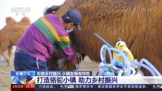 種蘑菇、養(yǎng)駱駝...。。特色產(chǎn)業(yè)助力鄉(xiāng)村振興走新路