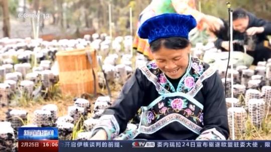 種蘑菇、養(yǎng)駱駝...。。特色產(chǎn)業(yè)助力鄉(xiāng)村振興走新路