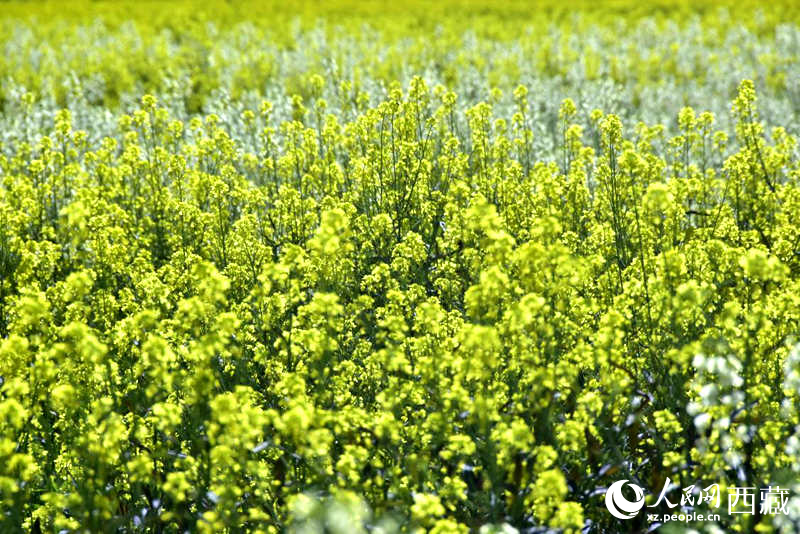 盛開的小油菜花。人民網(wǎng) 李海霞攝