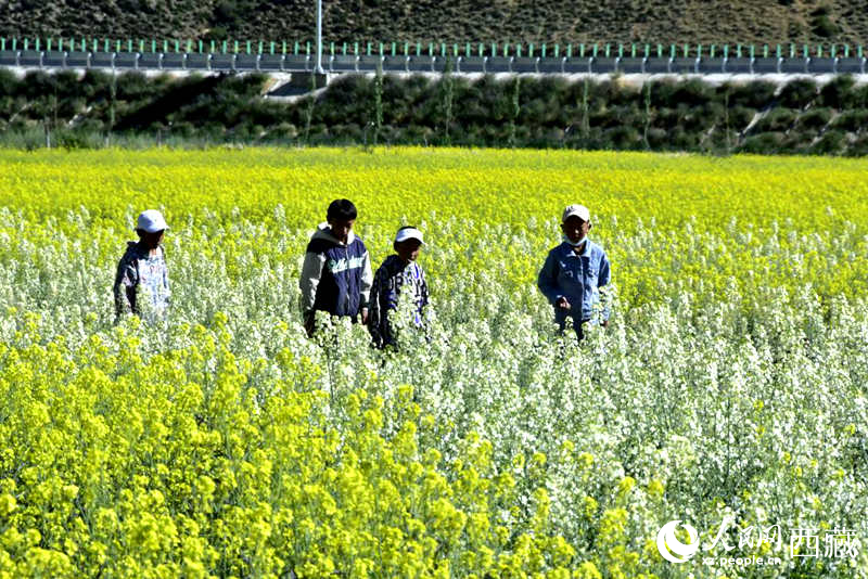 小孩在油菜花田嬉戲。人民網(wǎng) 李海霞攝