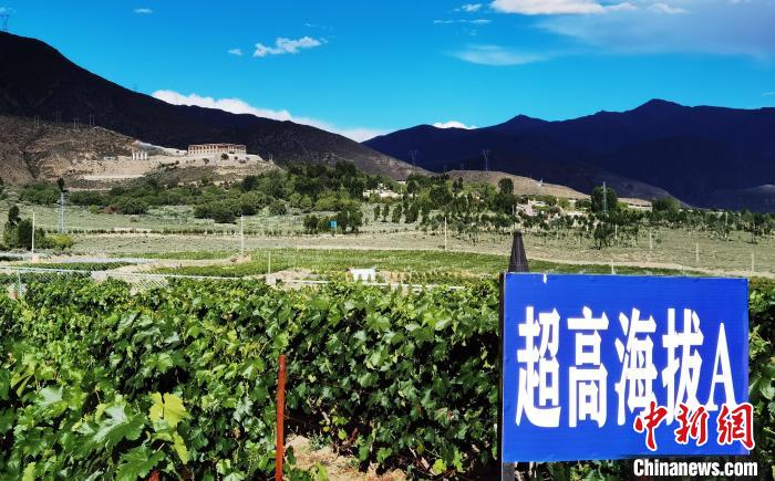 圖為桑日縣種植的葡萄?！∩侥仙Ｈ湛h委宣傳部提供